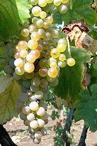 malvasia del lazio